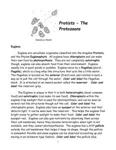 Protists – The Protozoans