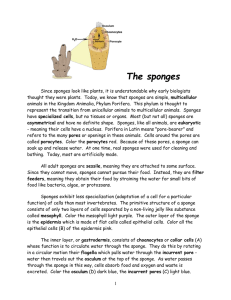 The sponges