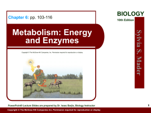 Metabolism: Energy and Enzymes Sylv ia