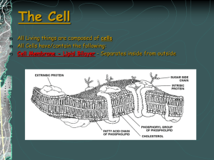 The Cell cells All Cells have/contain the following: - Separates inside from outside