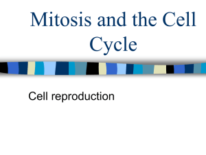 Mitosis and the Cell Cycle Cell reproduction