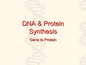 DNA &amp; Protein Synthesis Gene to Protein