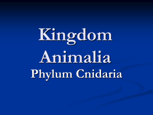 Kingdom Animalia Phylum Cnidaria