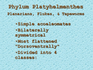 Phylum Platyhelmenthes Simple acoeleomates Bilaterally Most flattened