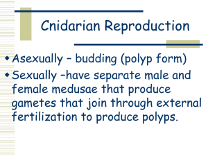Cnidarian Reproduction