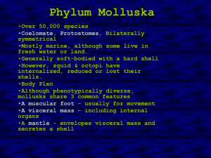Phylum Molluska