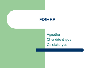 FISHES Agnatha Chondrichthyes Osteichthyes