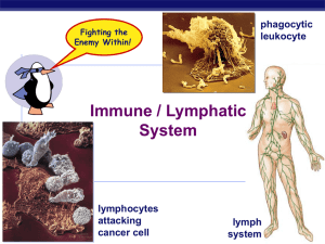 Immune / Lymphatic System phagocytic leukocyte