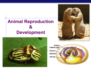 Animal Reproduction &amp; Development AP Biology