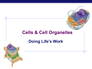 Cells &amp; Cell Organelles Doing Life’s Work AP Biology