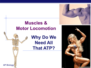 Muscles &amp; Motor Locomotion Why Do We Need All