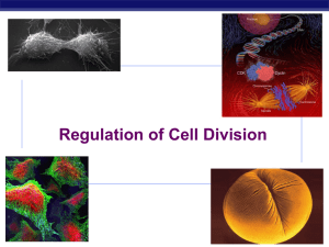 Regulation of Cell Division AP Biology 2008-2009