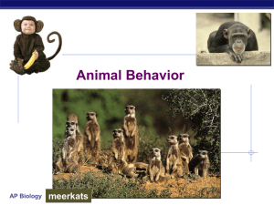 Animal Behavior meerkats AP Biology