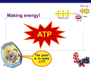 ATP Making energy! The point is to make