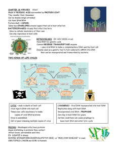 CHAPTER 18 VIRUSES BACTERIOPHAGES NUCLEIC ACID