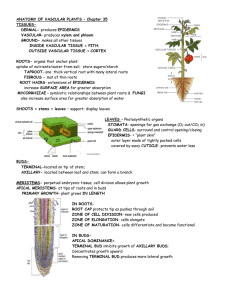 ANATOMY OF VASCULAR PLANTS – Chapter 35 TISSUES- DERMAL- VASCULAR