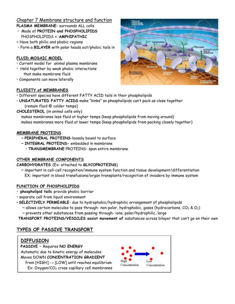 Chapter 7 Membrane Structure And Function