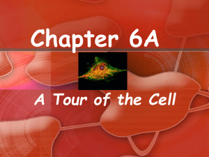 Chapter 6A A Tour of the Cell