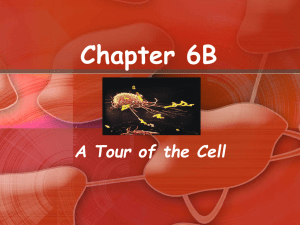 Chapter 6B A Tour of the Cell