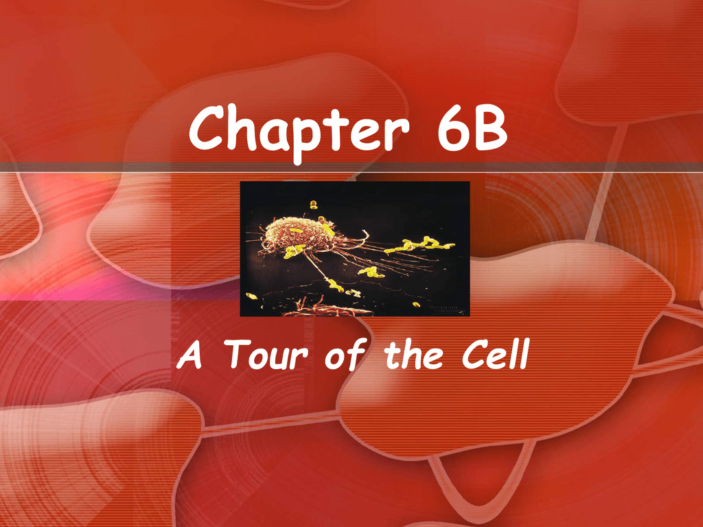 Chapter 6B A Tour Of The Cell Chapter 6B A Tour Of The Cell