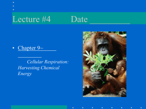 Lecture #4 Date _________ • Chapter 9~ Cellular Respiration: