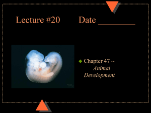 Lecture #20 Date ________ Chapter 47 ~ Animal
