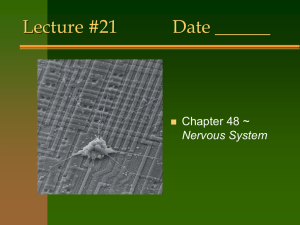 Lecture #21 Date ______ Chapter 48 ~ Nervous System