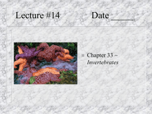 Lecture #14 Date _____ Chapter 33 ~ Invertebrates