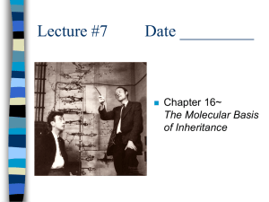 Lecture #7 Date _________ Chapter 16~ The Molecular Basis