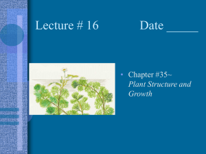 Lecture # 16        ... • Chapter #35~ Plant Structure and