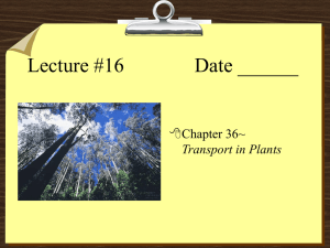 Lecture #16 Date ______ Chapter 36~ Transport in Plants
