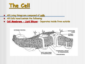 The Cell cells All Cells have/contain the following: - Separates inside from outside