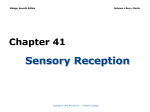 Sensory Reception Chapter 41 Biology, Copyright © 2005 Brooks/Cole — Thomson Learning