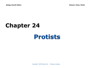 Protists Chapter 24 Biology, Copyright © 2005 Brooks/Cole — Thomson Learning