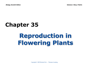 Reproduction in Flowering Plants Chapter 35 Biology,