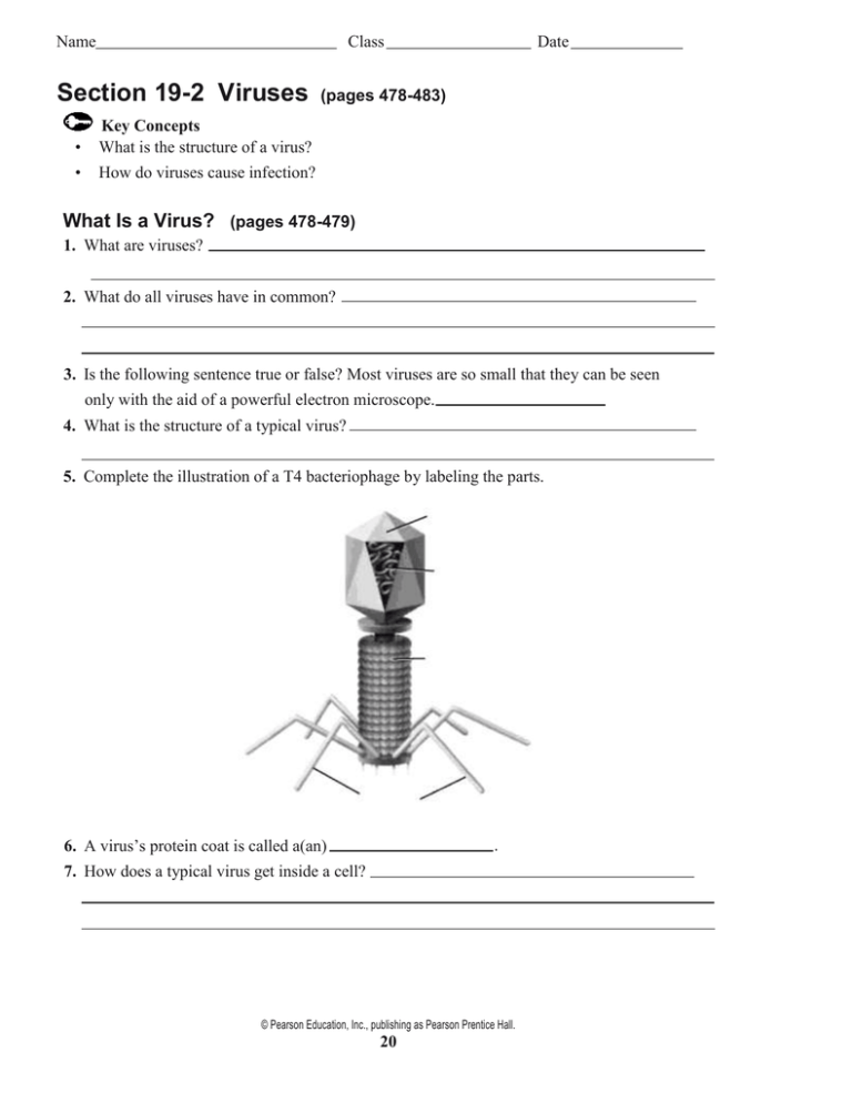 Section 19 2 Viruses What Is A Virus