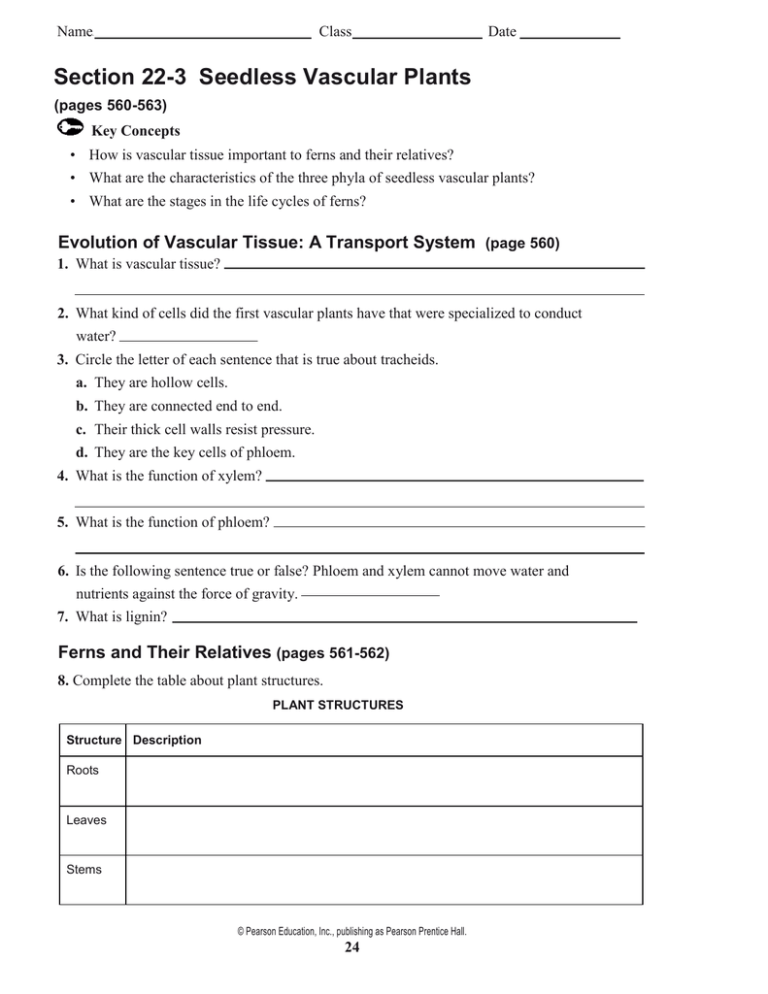 Section 22 3 Seedless Vascular Plants