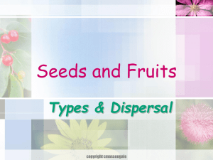 Seeds and Fruits Types &amp; Dispersal copyright cmassengale