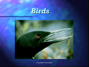 Birds copyright cmassengale