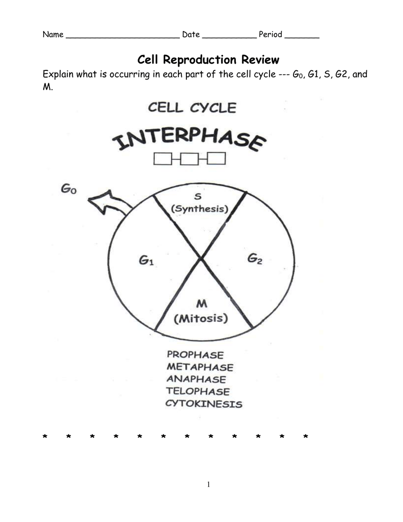 Cell Reproduction Worksheet Answers