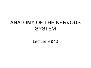 ANATOMY OF THE NERVOUS SYSTEM Lecture 9 &amp;10