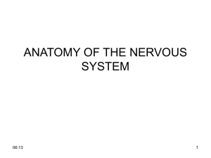 ANATOMY OF THE NERVOUS SYSTEM 1 06:13