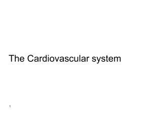 The Cardiovascular system 1