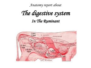 The digestive system In The Ruminant Anatomy report about