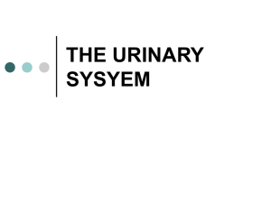 THE URINARY SYSYEM