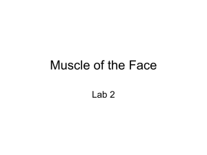 Muscle of the Face Lab 2