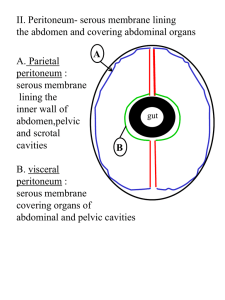 II. Peritoneum- serous membrane lining the abdomen and covering abdominal organs