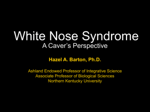 White Nose Syndrome A Caver’s Perspective Hazel A. Barton, Ph.D.