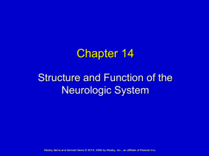 Chapter 14 Structure and Function of the Neurologic System
