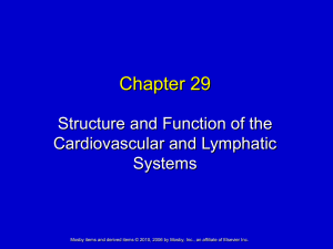Chapter 29 Structure and Function of the Cardiovascular and Lymphatic Systems